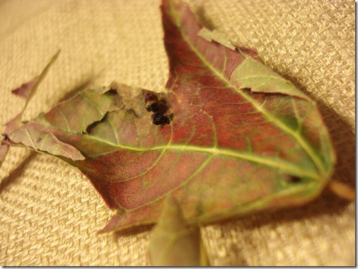 September 28, 2010 009