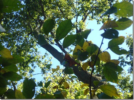 September 30, 2010 020