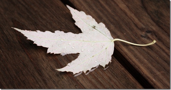 September 25, 2011 009